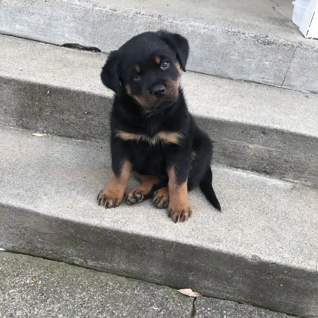 Rottweiler miniatura 2