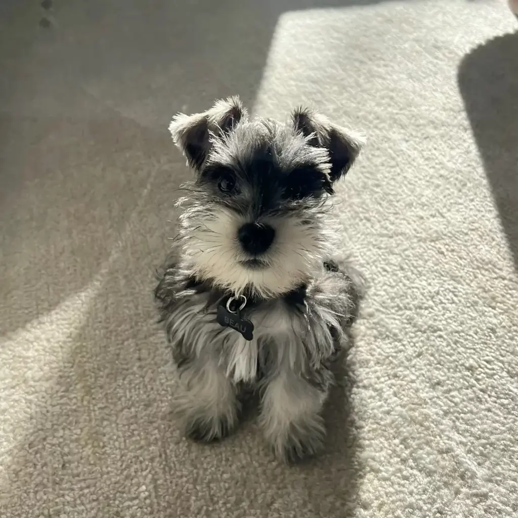 Cachorro Schnauzer Miniatura en venta