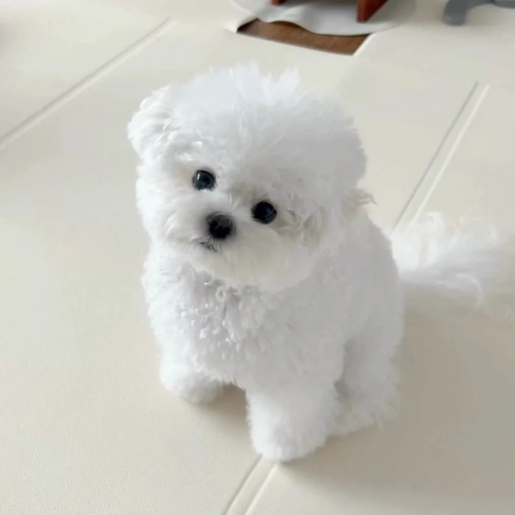 Bichón Frisé miniatura 4