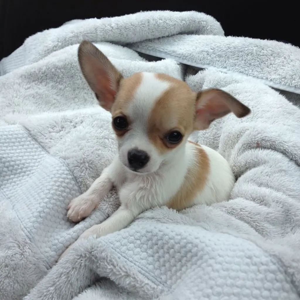 Chihuahua Mini miniatura 2