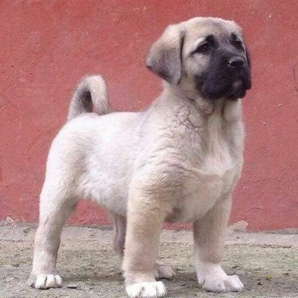 Kangal Turco miniatura 3