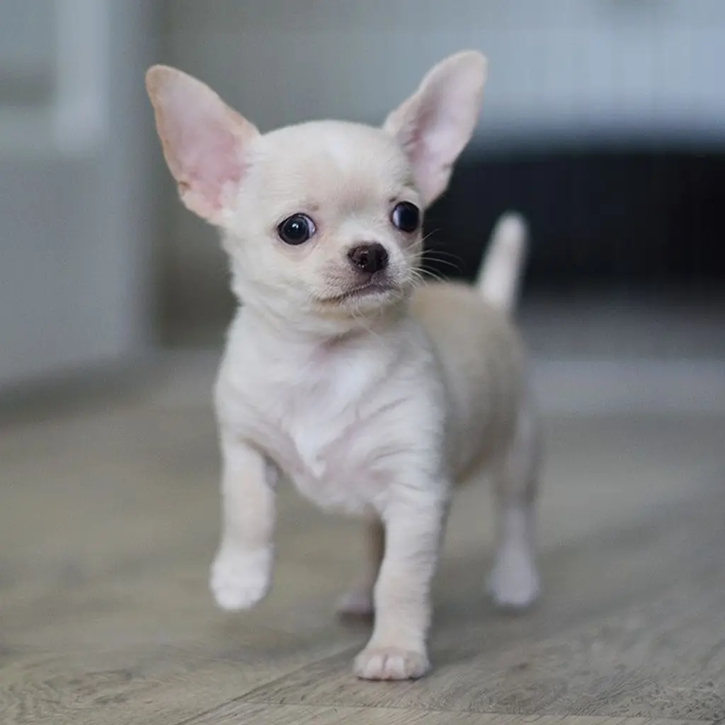 Chihuahua Mini miniatura 4