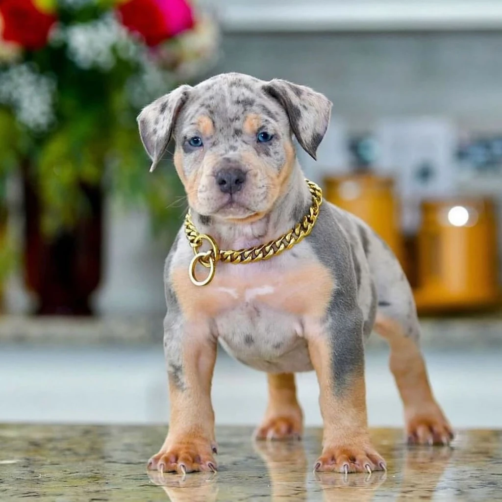 American Bully miniatura 2
