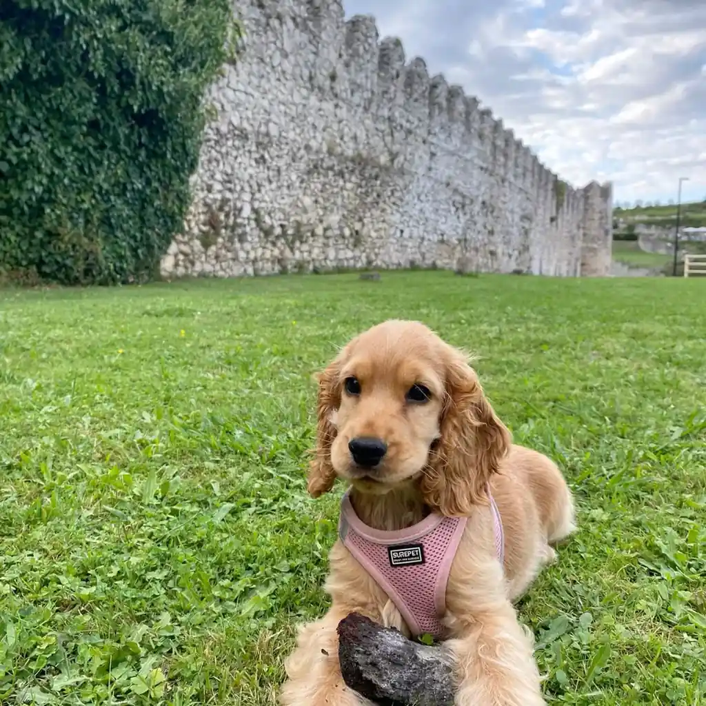 Cocker Spaniel Inglés miniatura 2