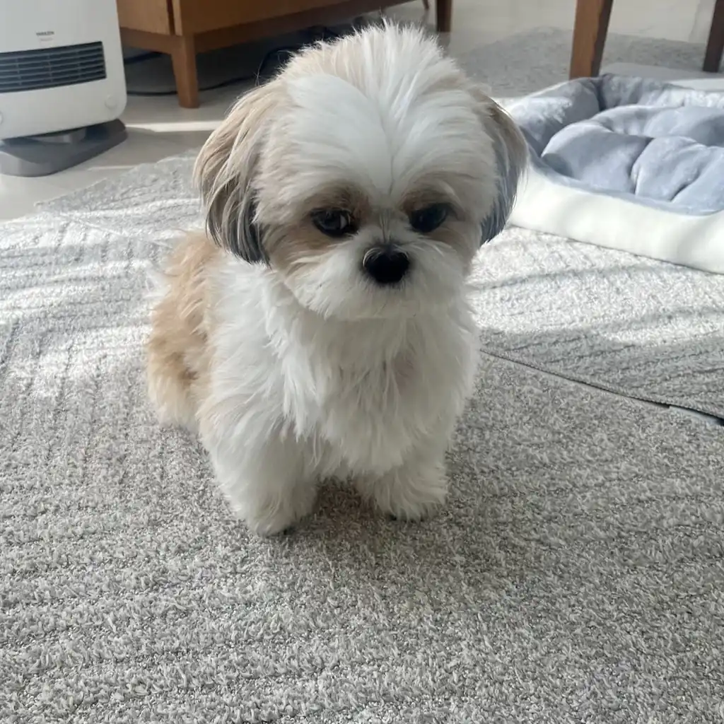 Cachorro Shih Tzu en venta