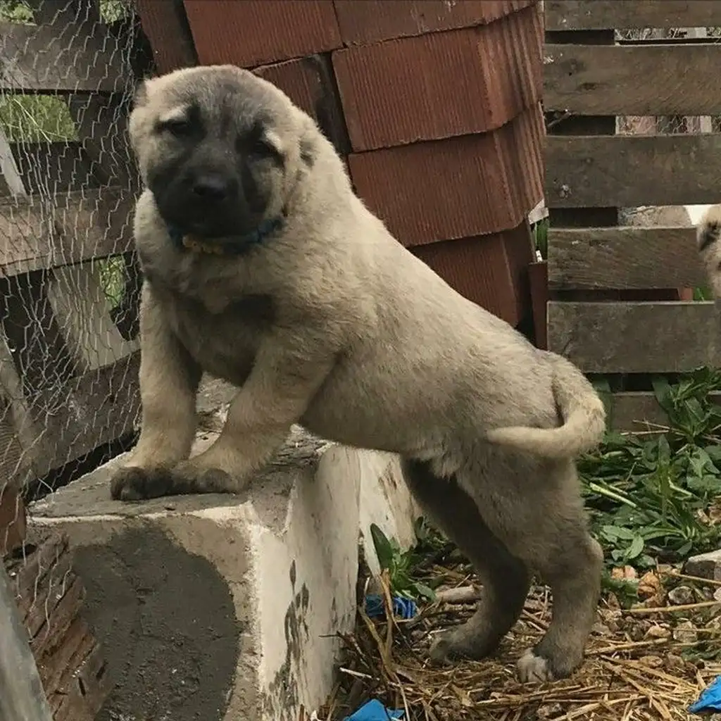Kangal Turco foto 1