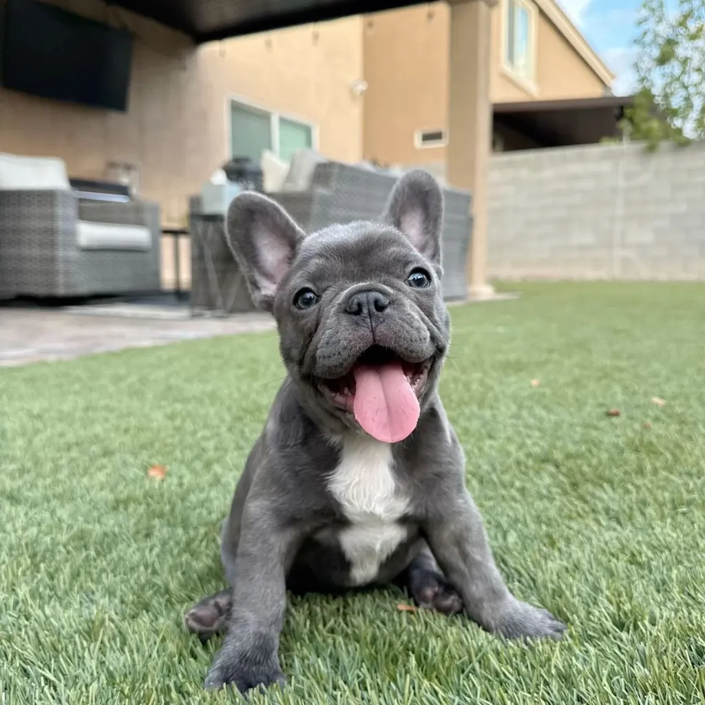 Bulldog Francés miniatura 3