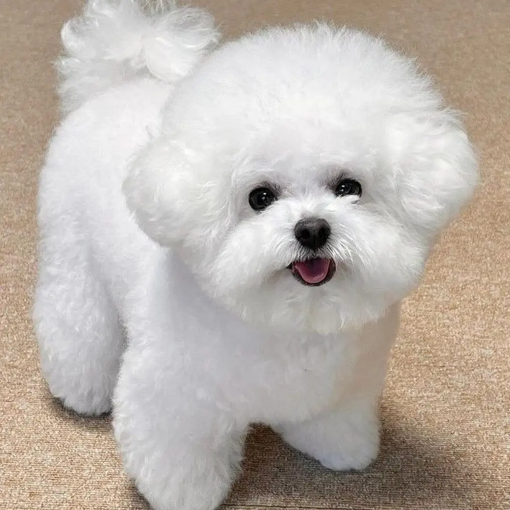 Bichón Frisé miniatura 3