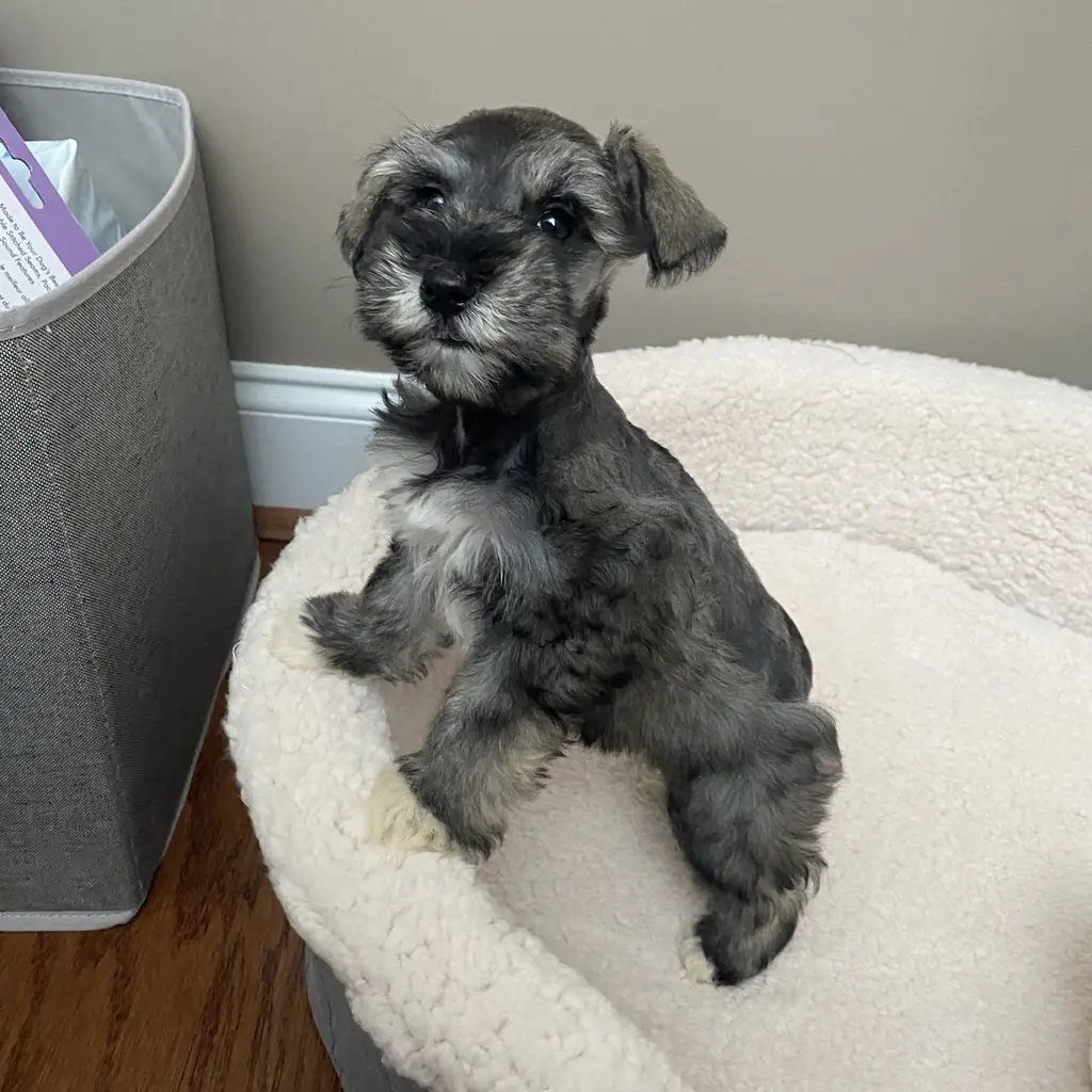 Schnauzer Miniatura miniatura 2