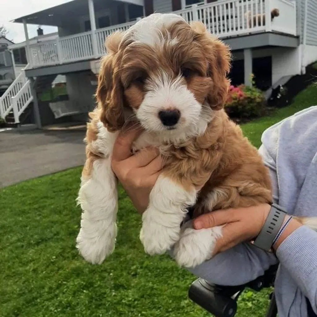Maltipoo miniatura 3