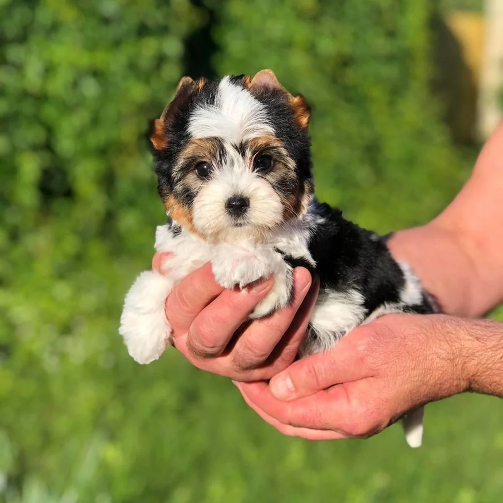 Yorkie Biewer Terrier miniatura 4