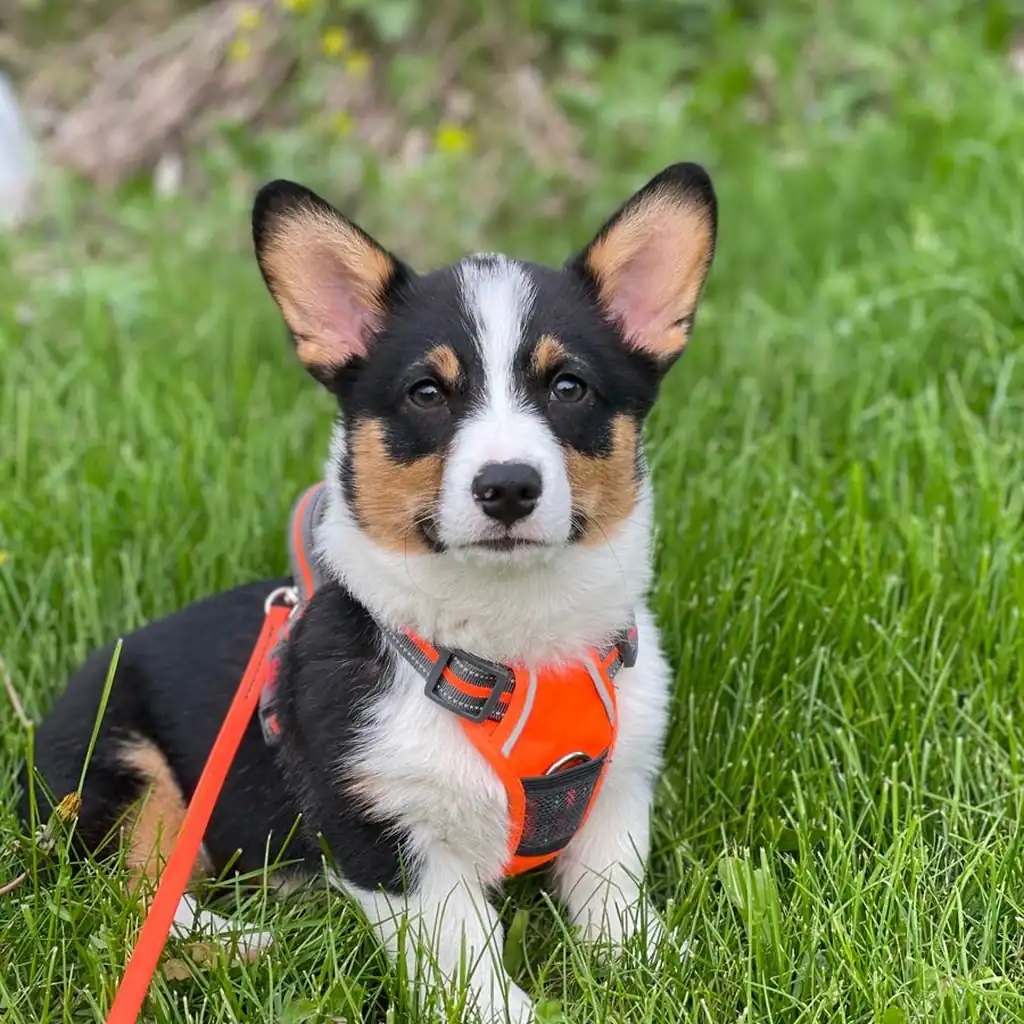 Corgi miniatura 2