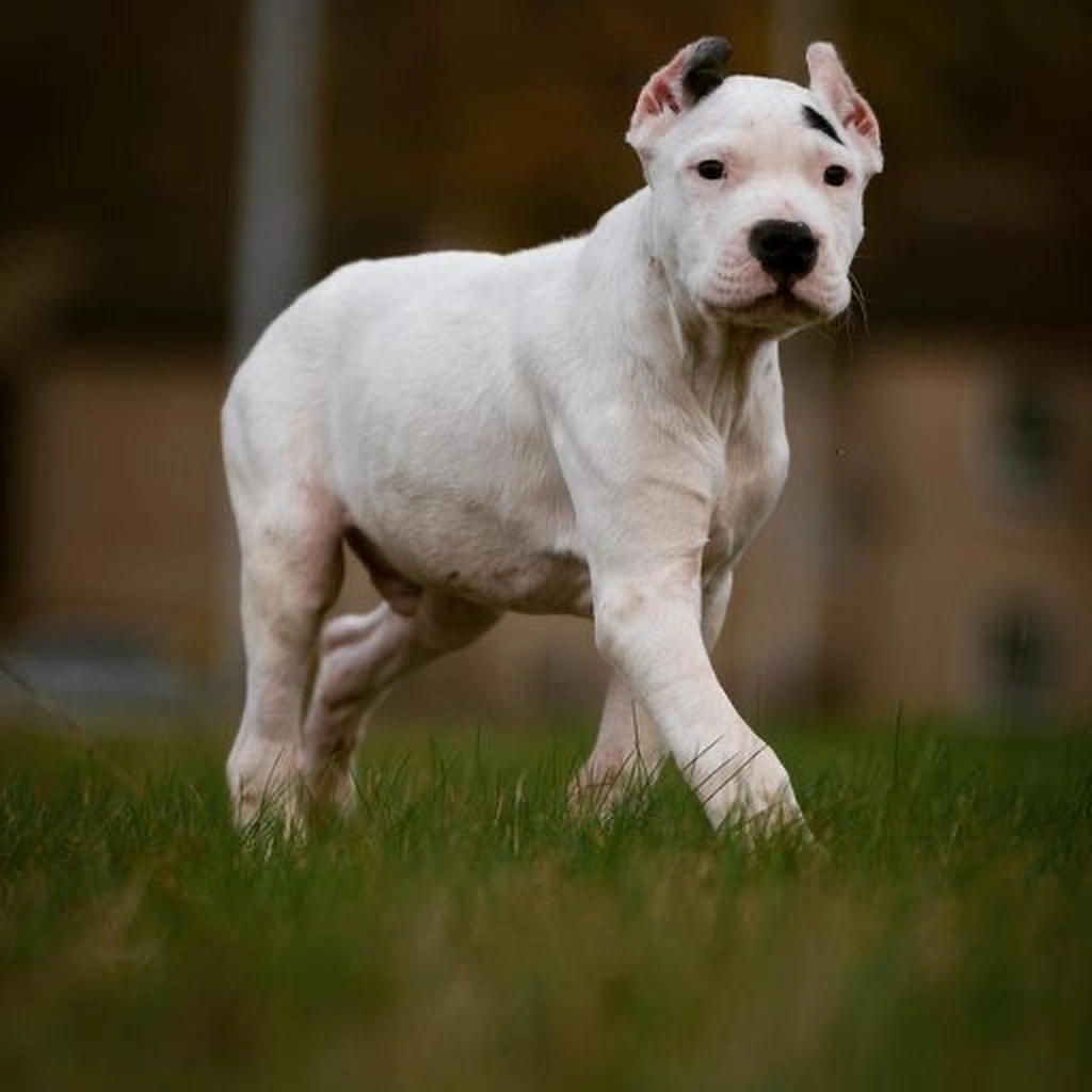 Dogo Argentino miniatura 4