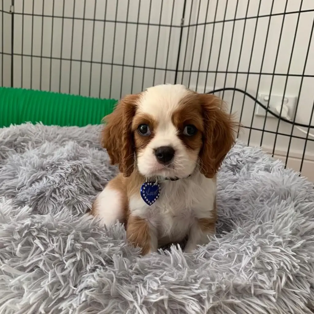 Cavalier King Charles miniatura 2