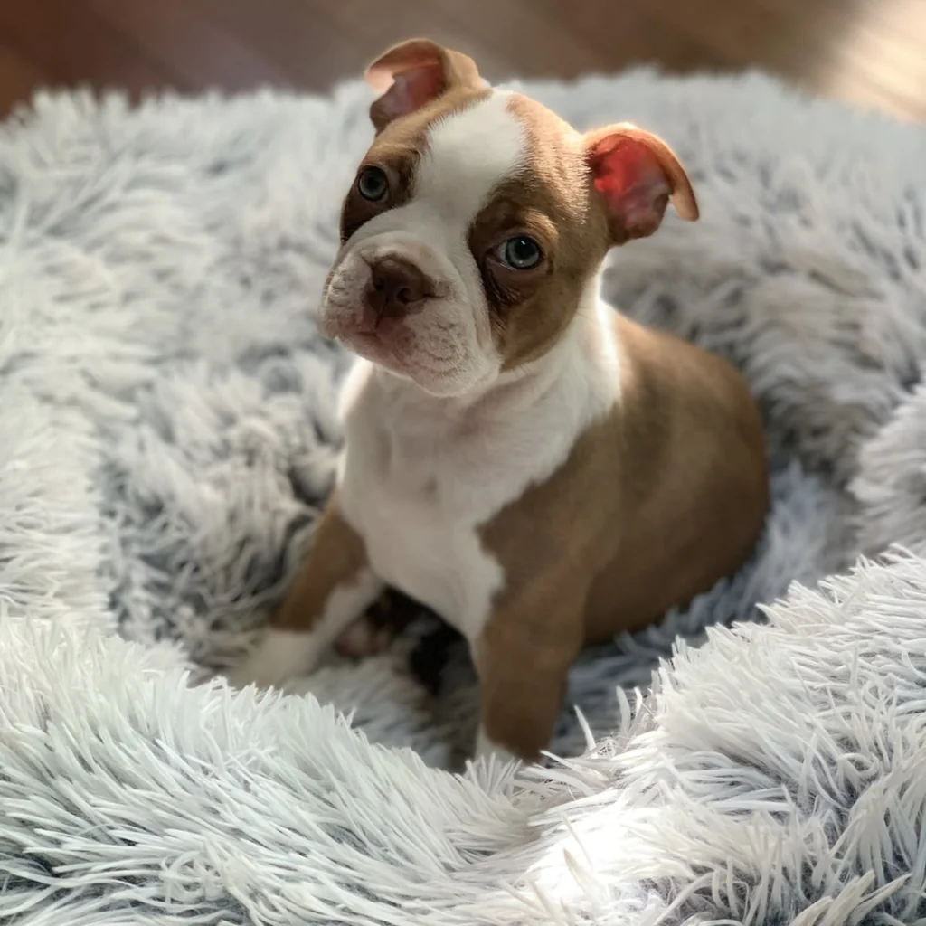 Boston Terrier miniatura 4