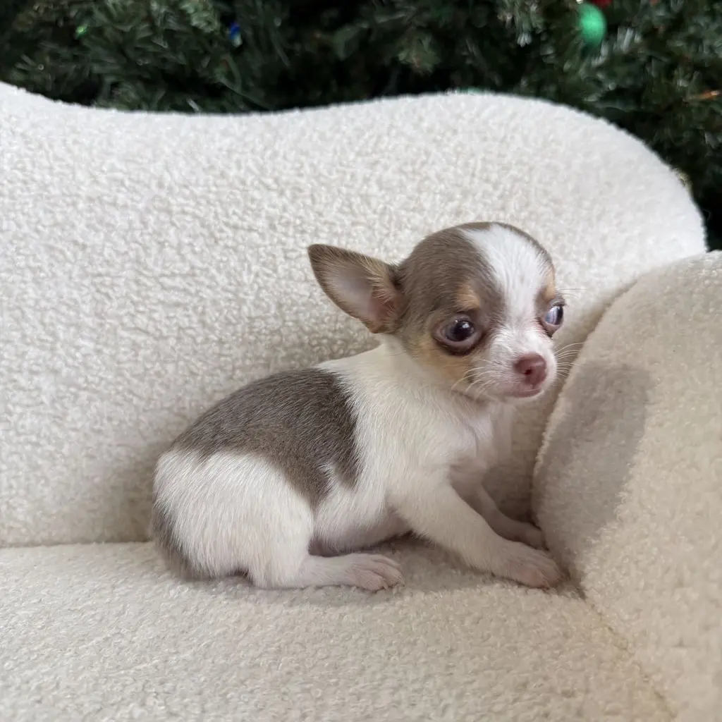 Chihuahua Mini miniatura 3