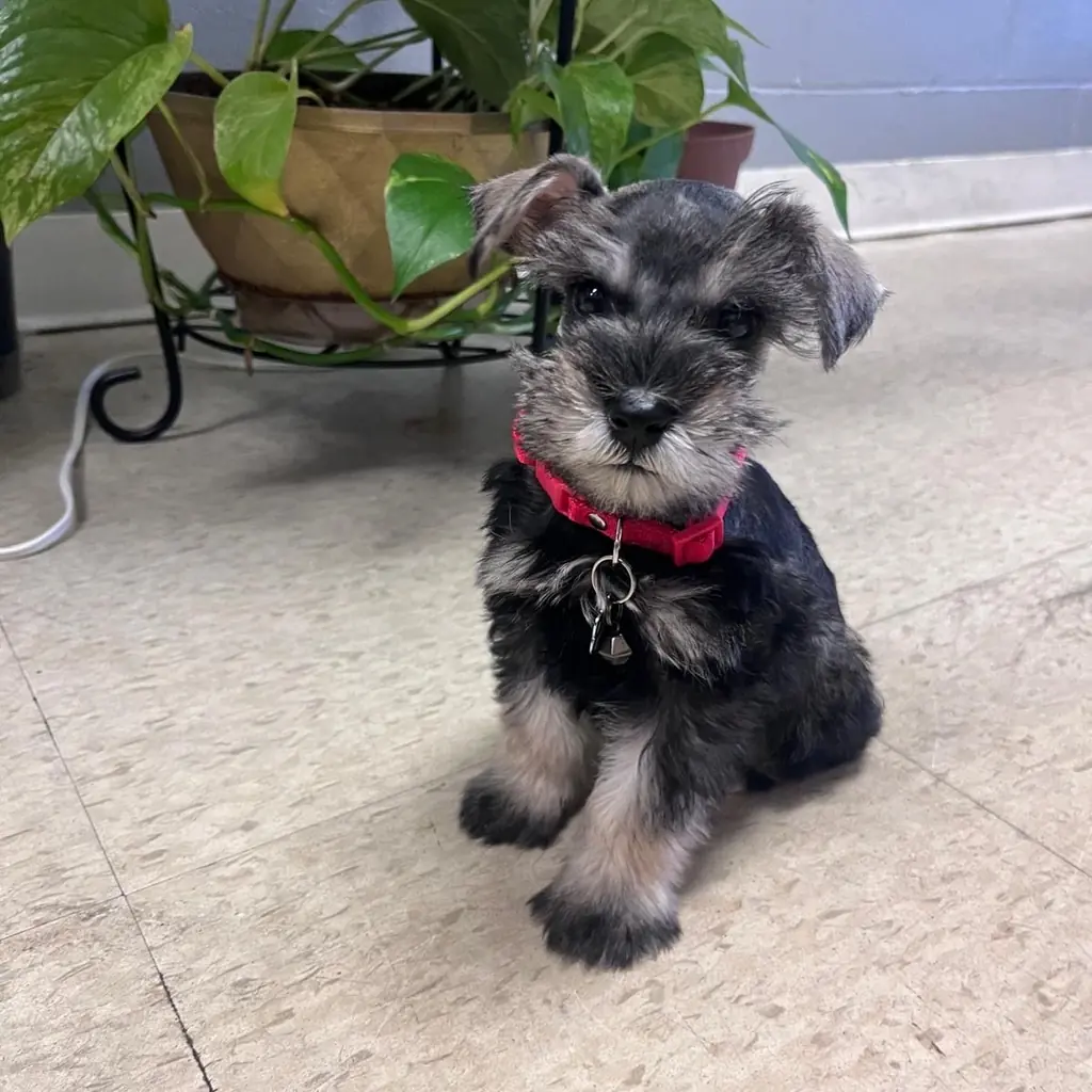 Schnauzer Miniatura miniatura 3