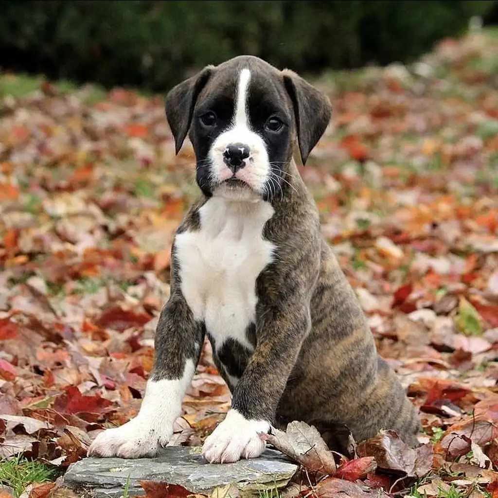 Boxer miniatura 3