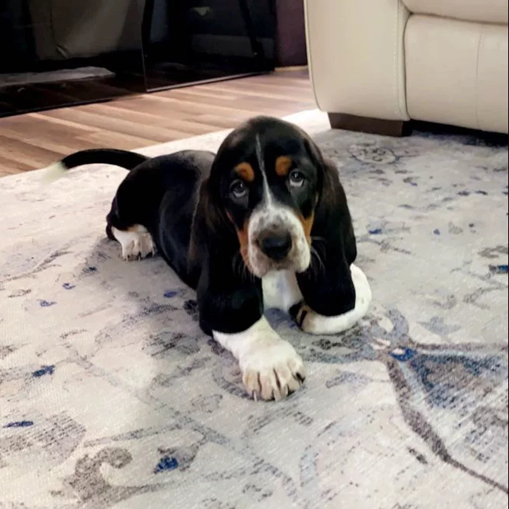 Basset Hound miniatura 3