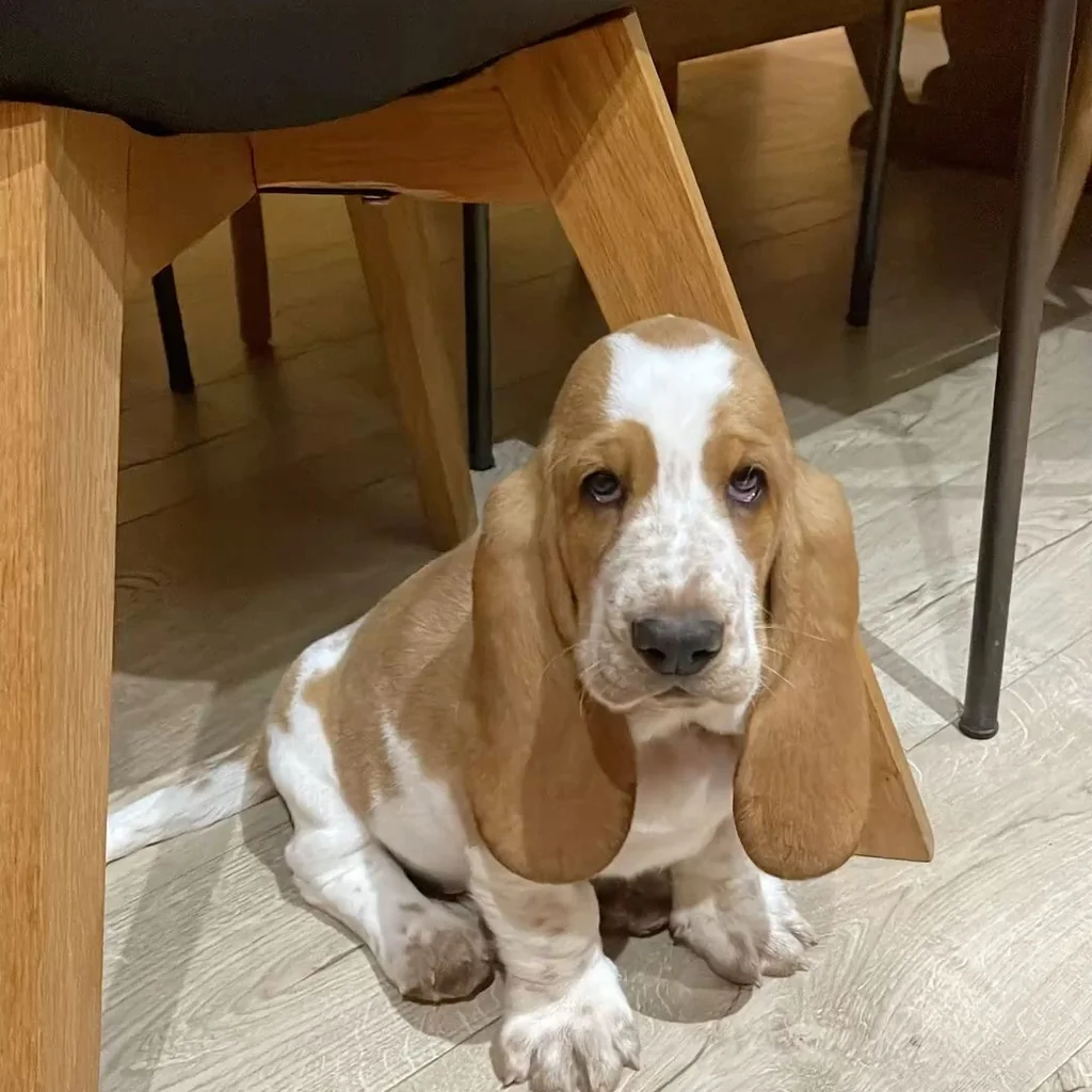Basset Hound miniatura 2