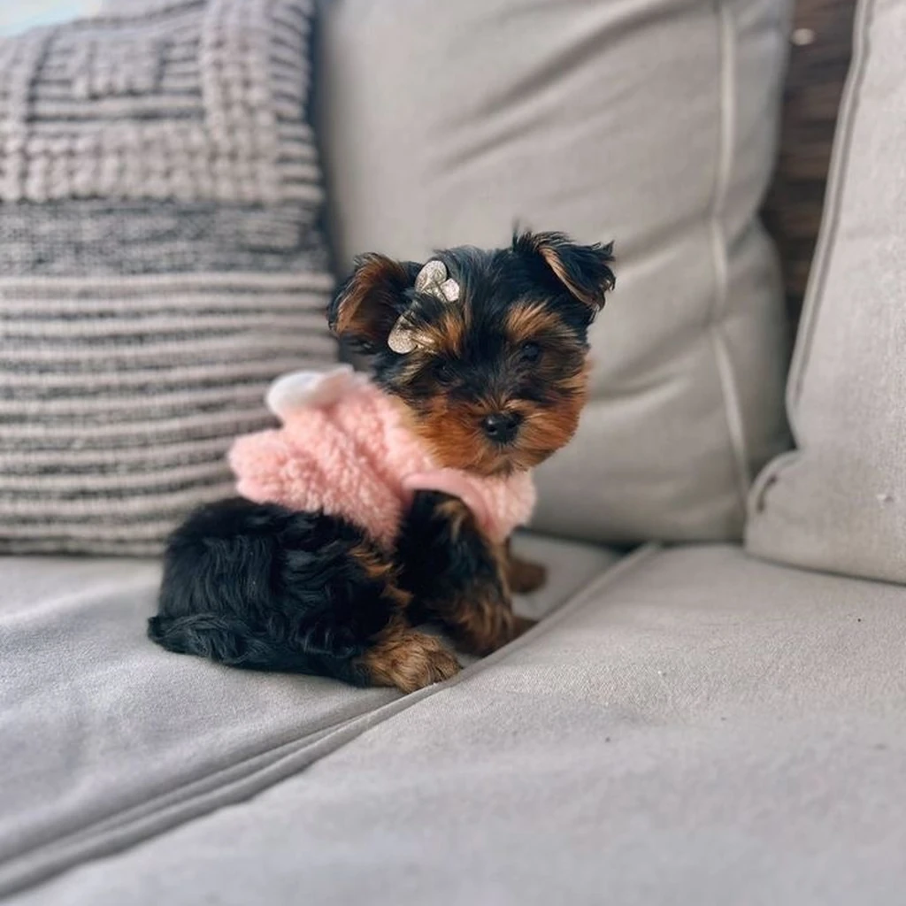 Yorkshire Terrier miniatura 2