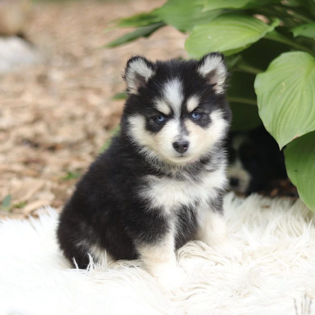 Cachorro Pomsky en venta
