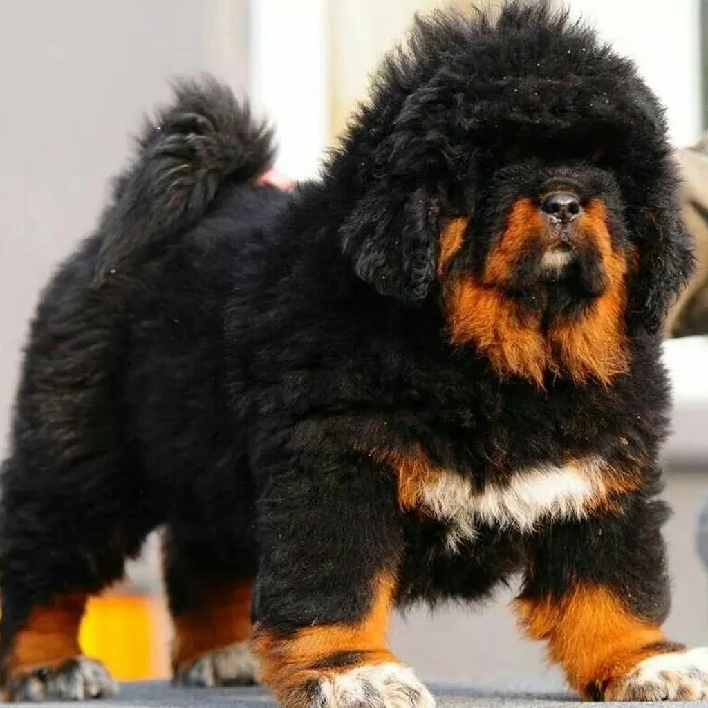 Mastín Tibetano miniatura 3