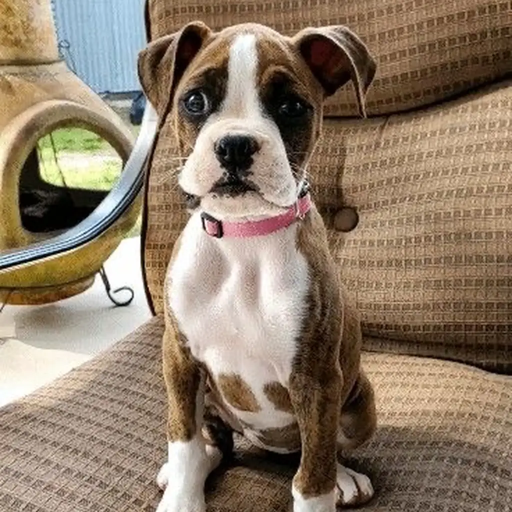 Cachorro Boxer en venta