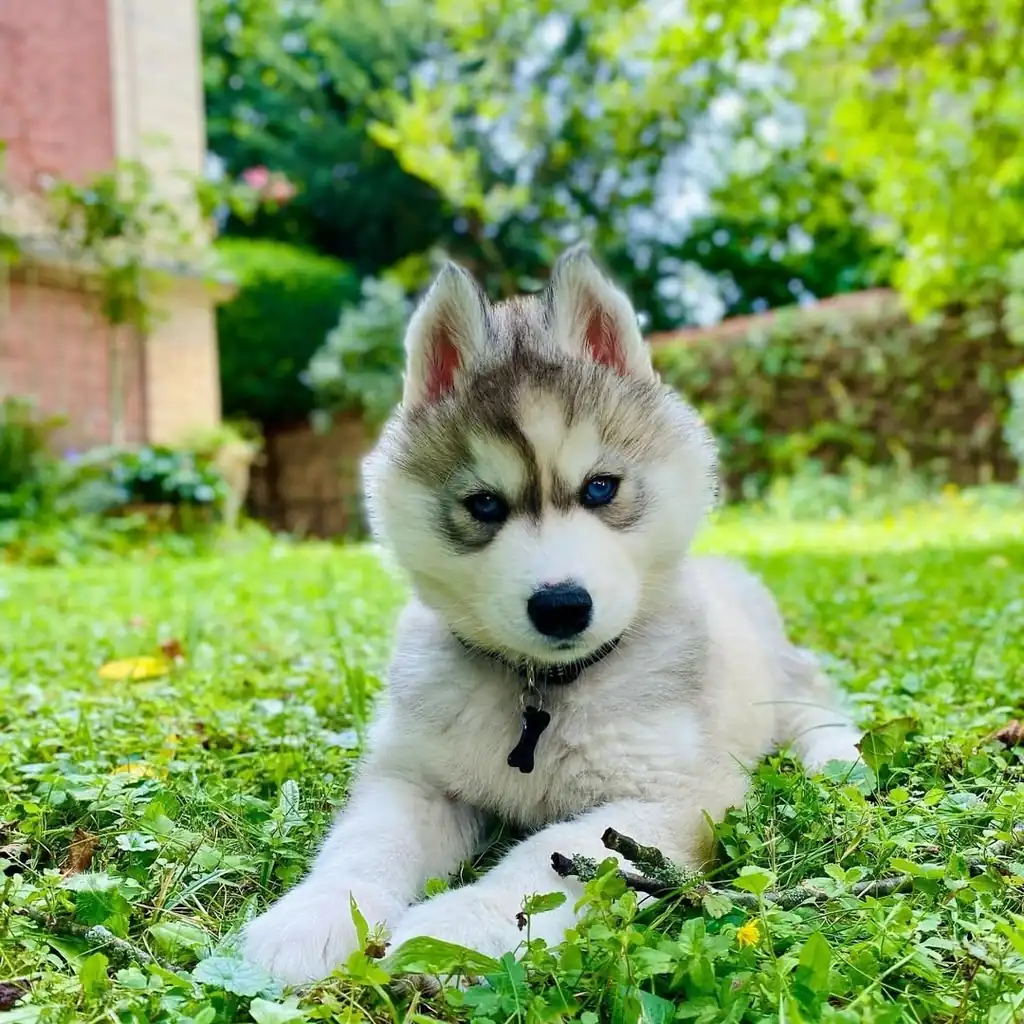 Husky Siberiano miniatura 2