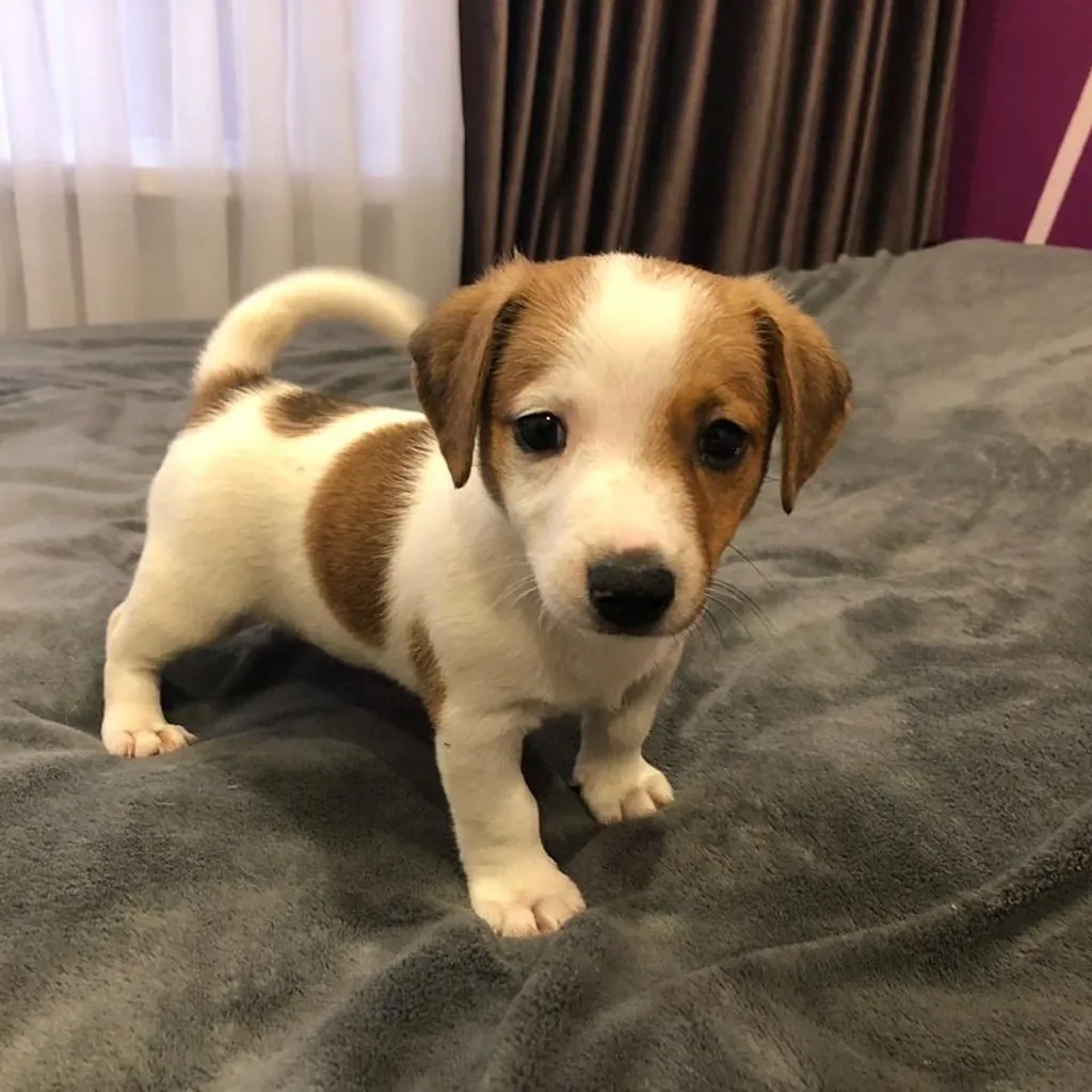 Jack Russell Terrier miniatura 4