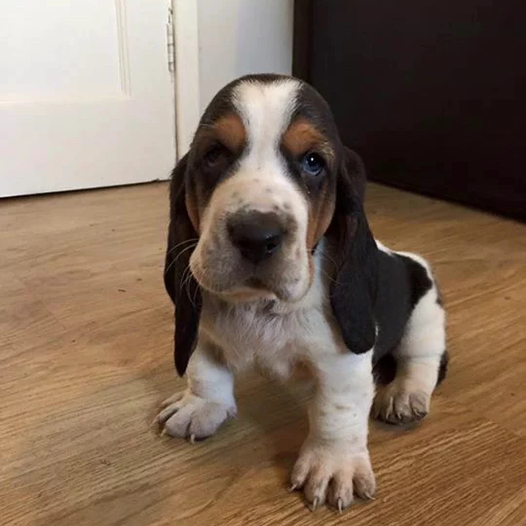 Basset Hound miniatura 4