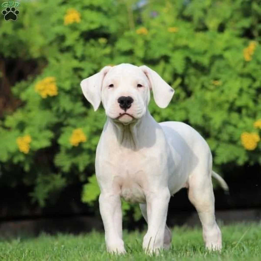 Dogo Argentino miniatura 2