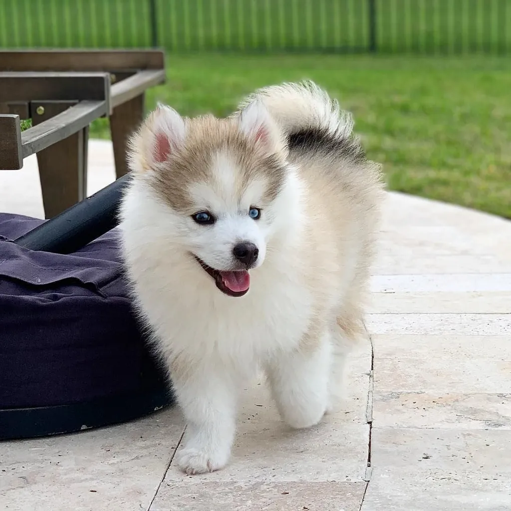 Pomsky miniatura 3