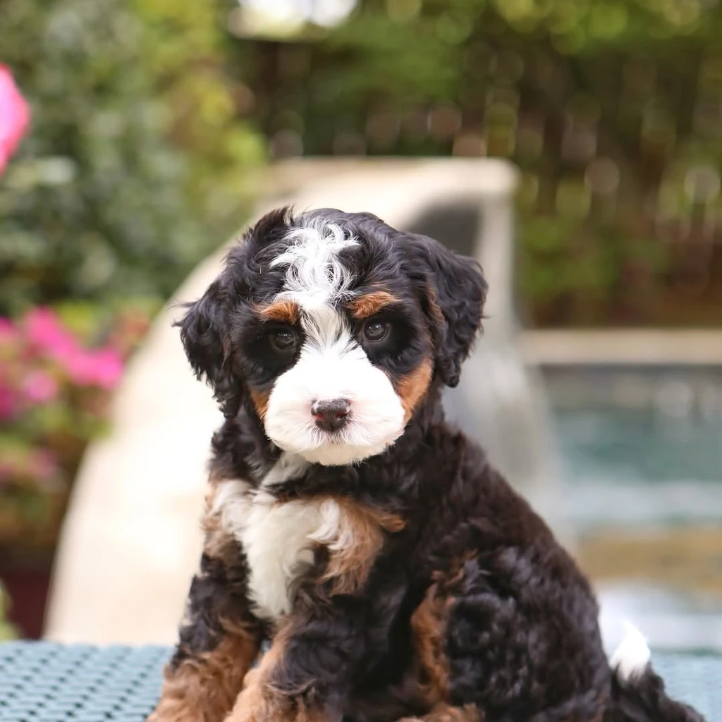 Bernedoodle miniatura 4
