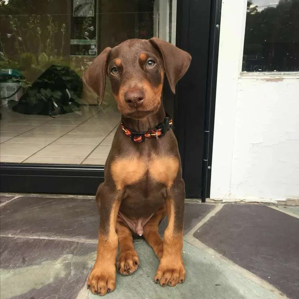 Doberman miniatura 4