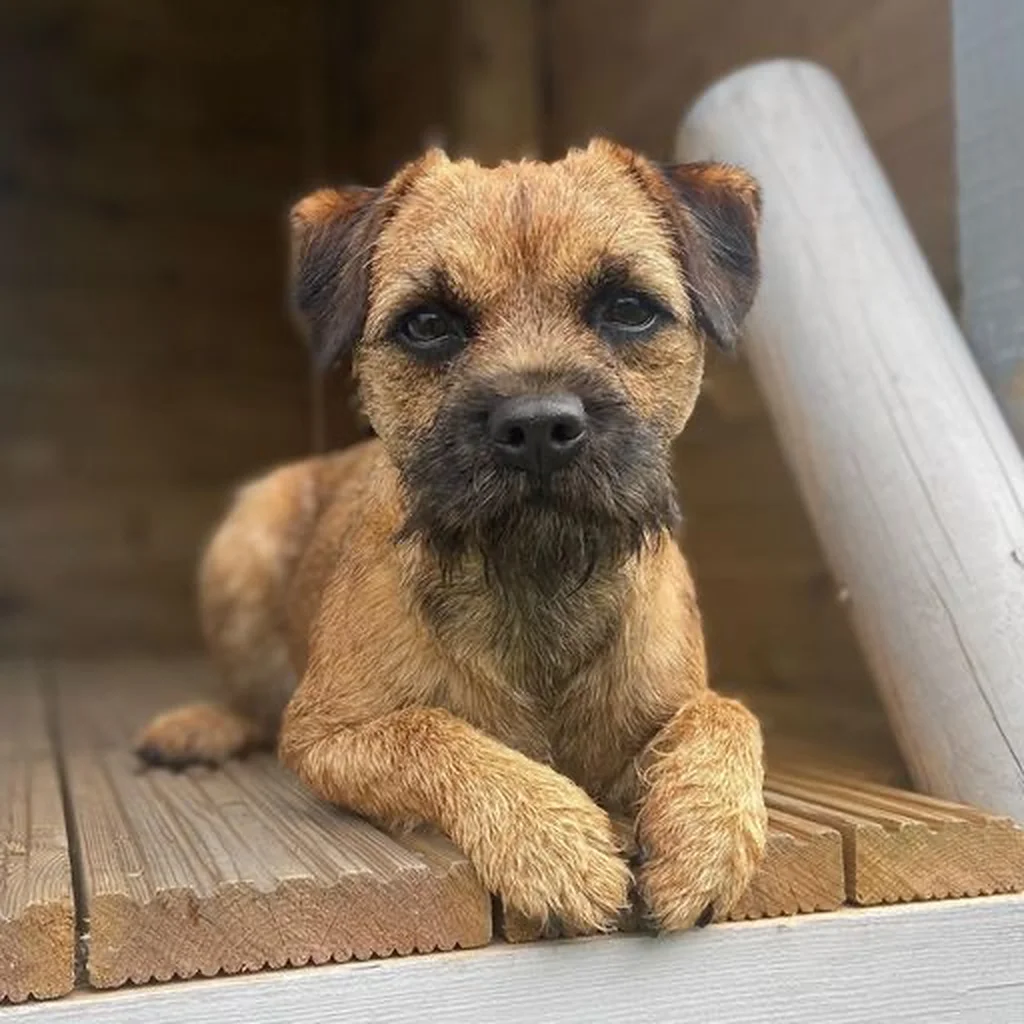 Border Terrier miniatura 2