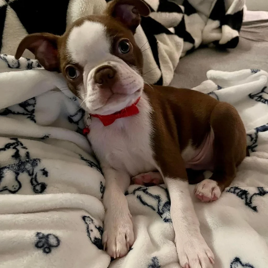 Boston Terrier miniatura 3