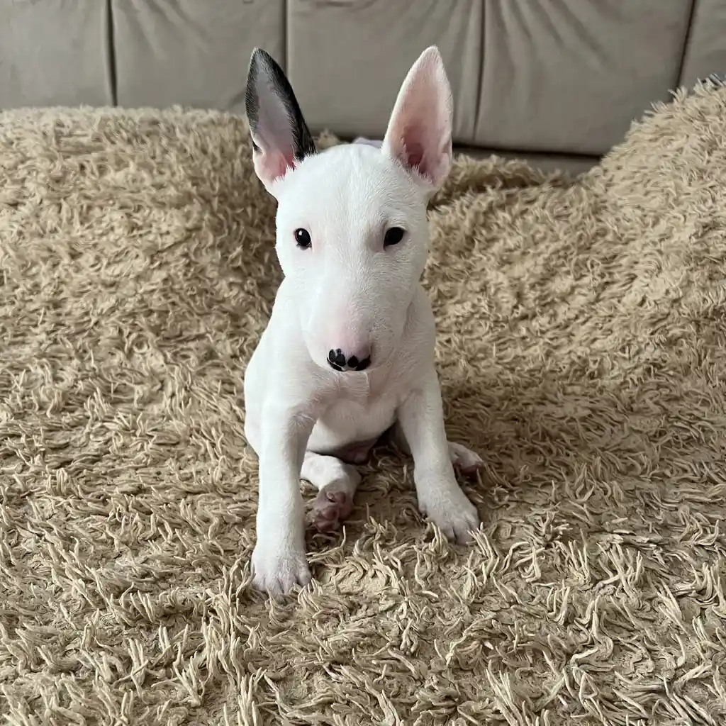 Bull Terrier miniatura 2