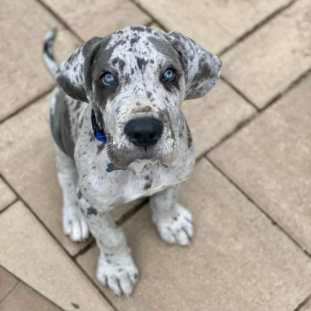 Cachorro Gran Danés en venta