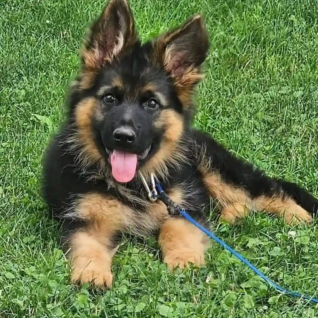 Cachorro Pastor Alemán en venta