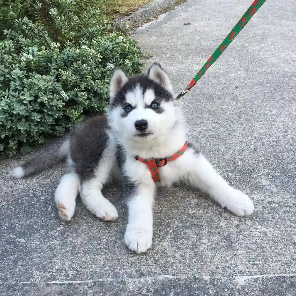 Husky Siberiano miniatura 4