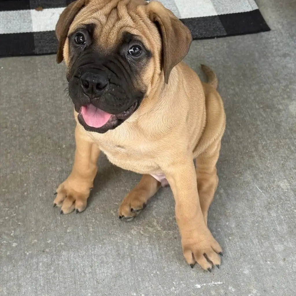 Cachorro Bullmastiff en venta