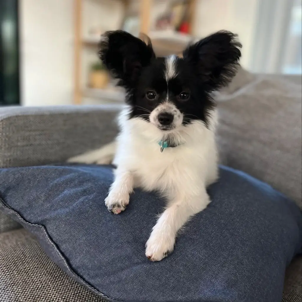 Cachorro Papillón en venta
