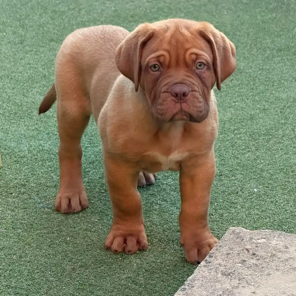 Dogo de Burdeos miniatura 2