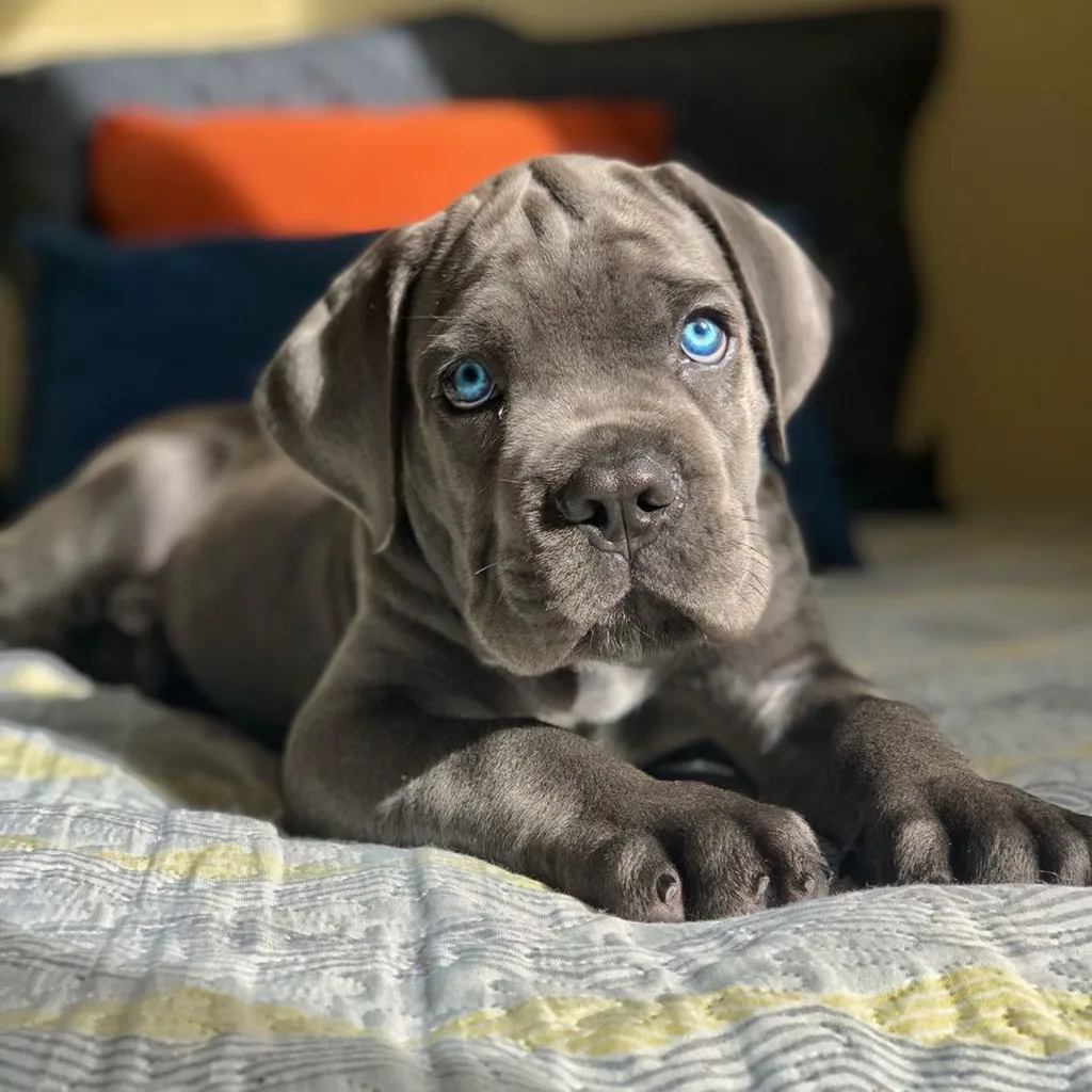Cane Corso miniatura 3