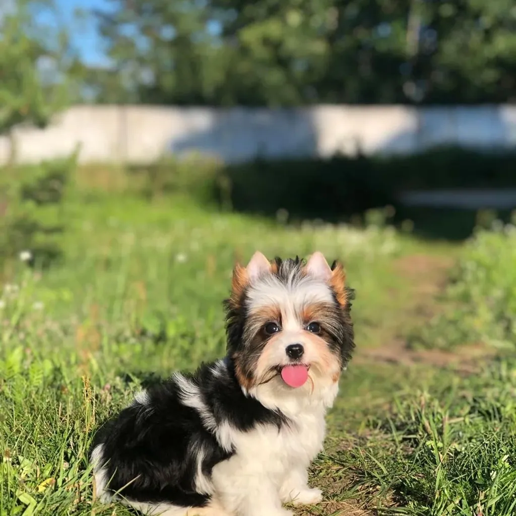 Yorkie Biewer Terrier miniatura 2