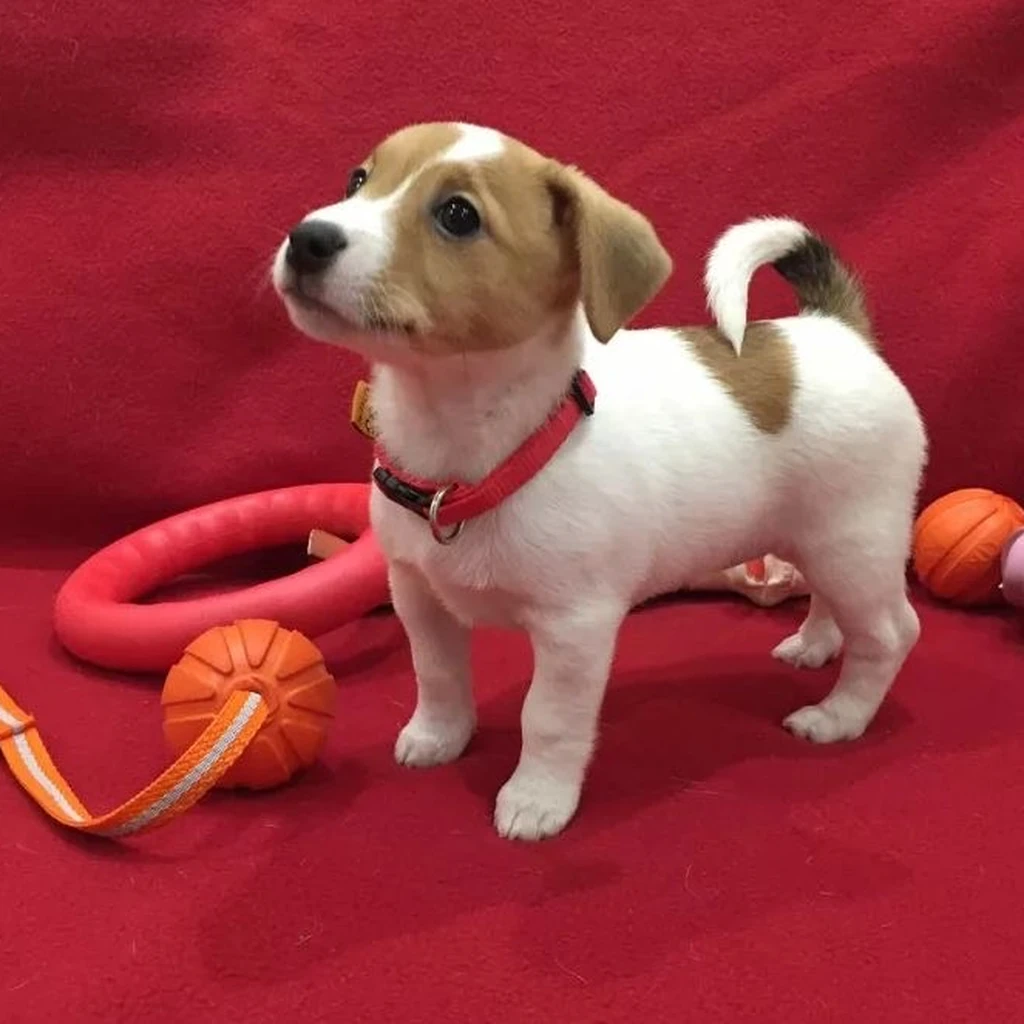 Jack Russell Terrier miniatura 2