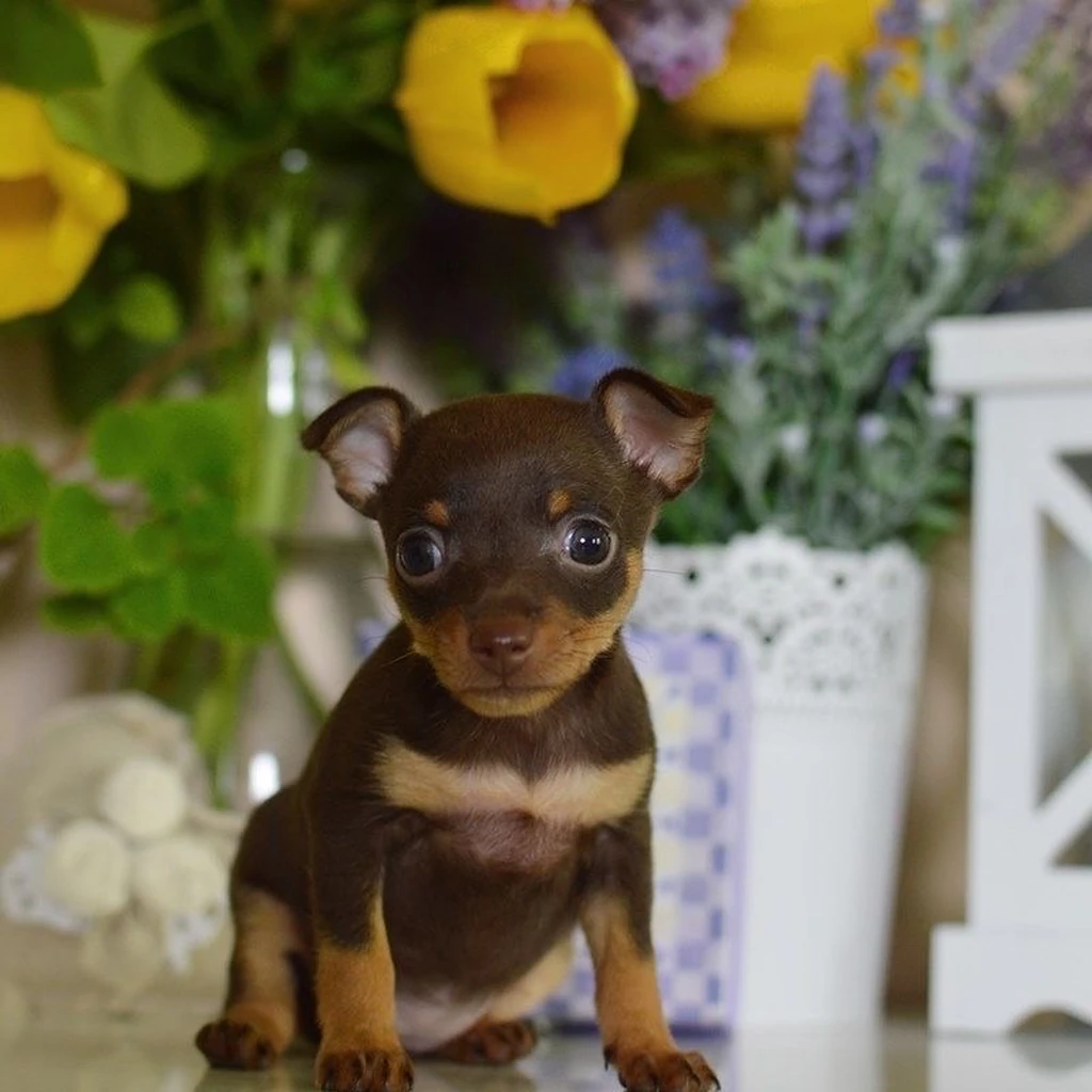 Pinscher Miniatura foto 1