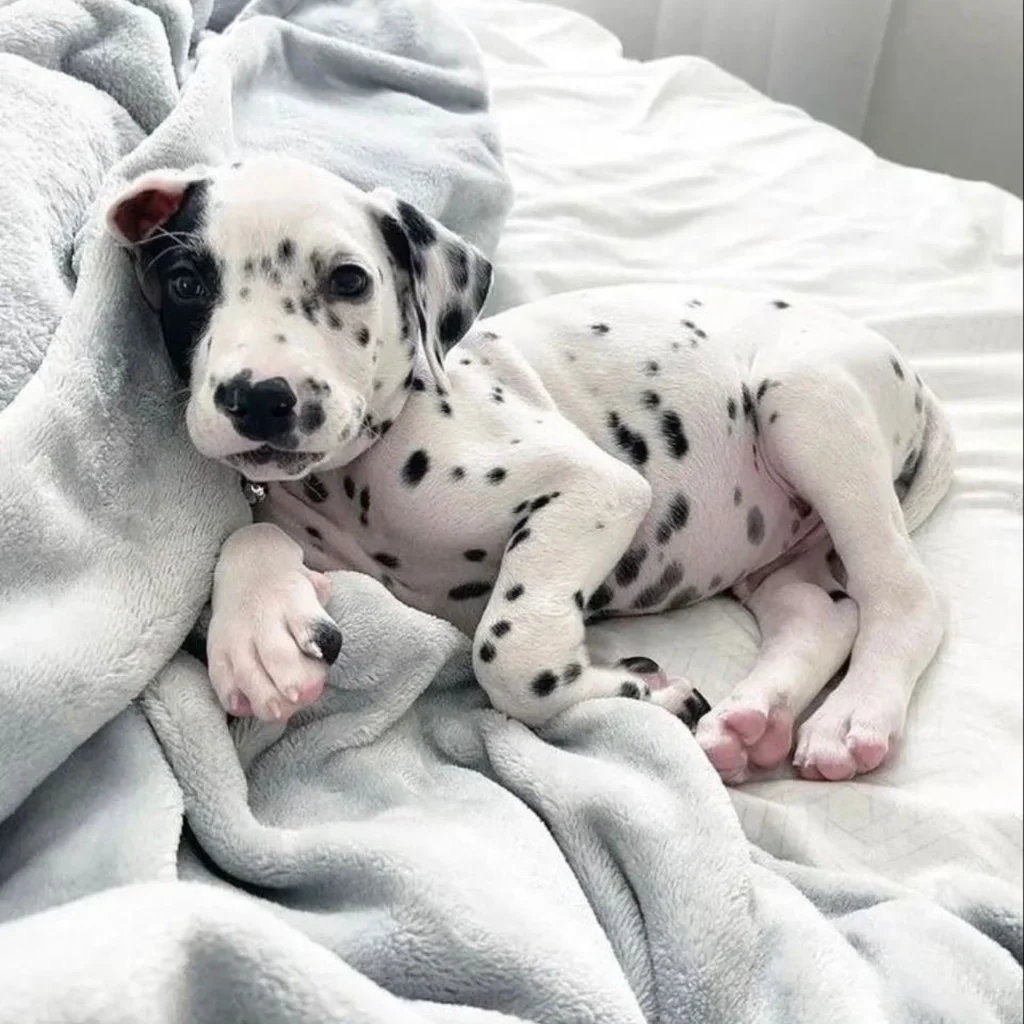 Cachorro Dálmata en venta