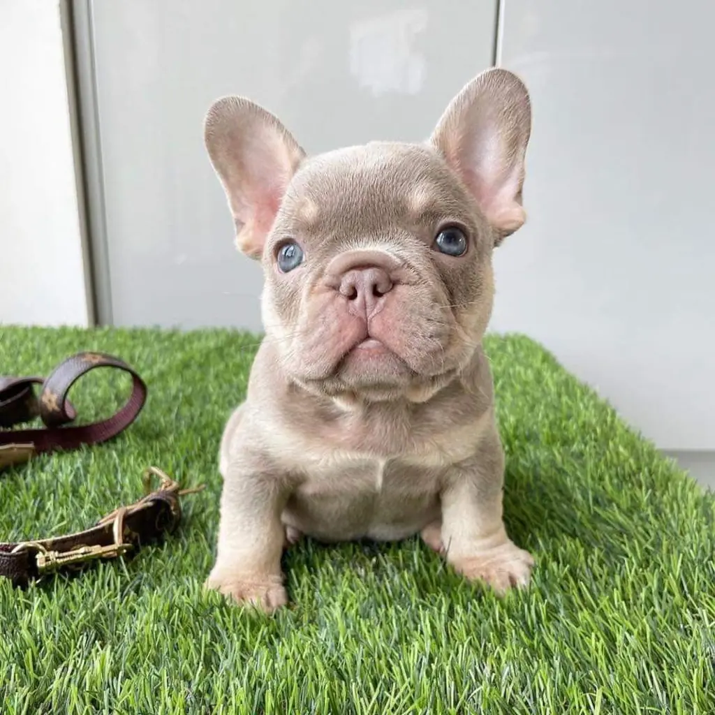 Bulldog Francés miniatura 2